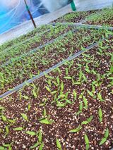 팜모닝 자유주제·자유게시판 게시글 이미지