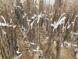 서울농원묘목님의 작성글 사진