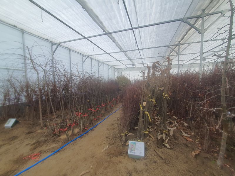 장터 상품 [2025년 묘목시장 유실수 조경수 묘목분양합니다.] 썸네일