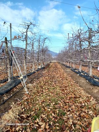 오금식(대청농원)님의 2월 농사 계획 공유해요 · 참여글 작성글 사진