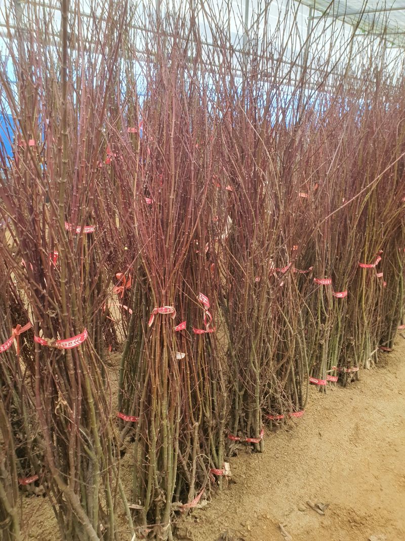 서울농원묘목님의 장터 판매 상품 [2025년 묘목시장 유실수 조경수 묘목분양합니다.] 첨부 사진