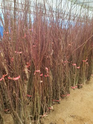 서울농원묘목님의 작성글 사진