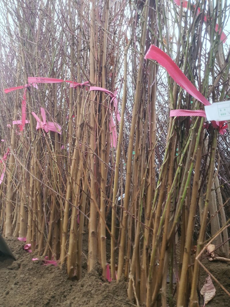 서울농원묘목님의 장터 판매 상품 [2025년 묘목시장 유실수 조경수 묘목분양합니다.] 첨부 사진