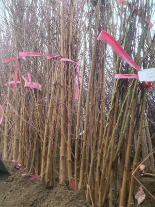 서울농원묘목님의 작성글 사진