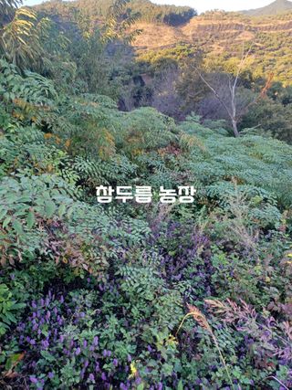 무료지식나눔 팜닥터님의 자유주제 · 사진전 작성글 사진