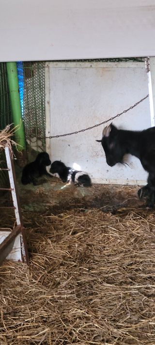 성산리농장(흑염소)님의 작성글 사진