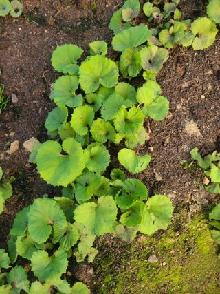 머위농장님의 자유주제 · 자유게시판 작성글 사진