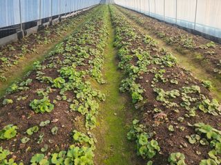 머위농장님의 자유주제 · 자유게시판 작성글 사진