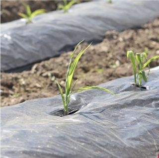 대산농사대장님의 옥수수 · 자유게시판 작성글 사진