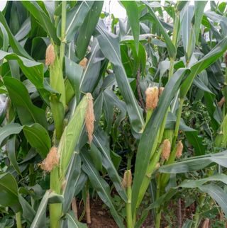 대산농사대장님의 옥수수 · 자유게시판 작성글 사진