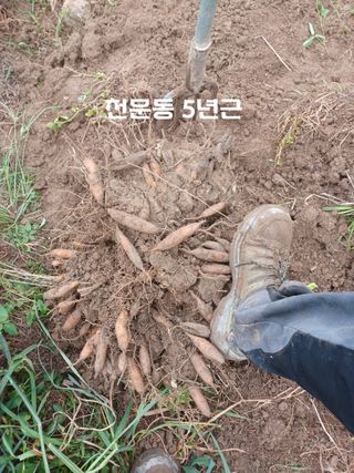 무료지식나눔 팜닥터님의 자유주제 · 사진전 작성글 사진