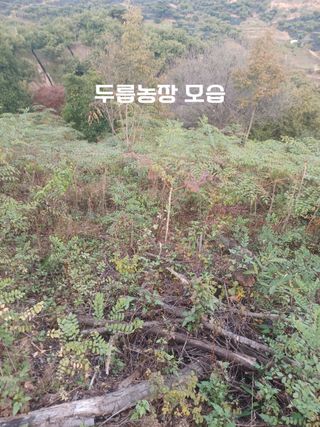 무료지식나눔 팜닥터님의 자유주제 · 사진전 작성글 사진
