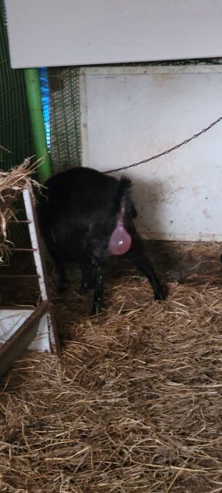 성산리농장(흑염소)님의 작성글 사진