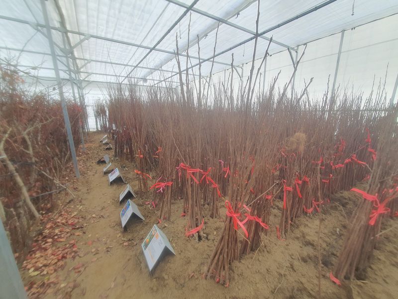 서울농원묘목님의 장터 판매 상품 [2025년 묘목시장 유실수 조경수 묘목분양합니다.] 첨부 사진