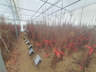 서울농원묘목님의 작성글 사진