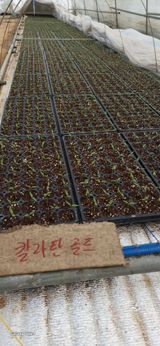 팜모닝 자유주제·자유게시판 게시글 이미지