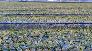 월산 양파님의 마늘 · 비료•농약 작성글 사진