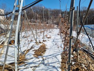 김영상샤인머스켓님의 2월 농사 계획 공유해요 · 참여글 작성글 사진