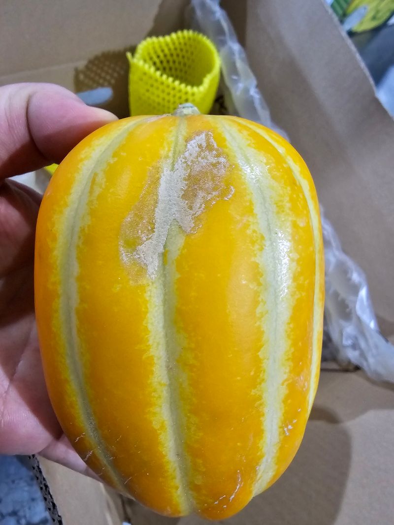 써니네님의 장터 판매 상품 [달달 성주참외(가정용) 5키로] 첨부 사진