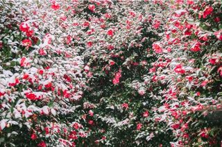 울금박사/빈덕열목사님의 자유주제 · 자유게시판 작성글 사진