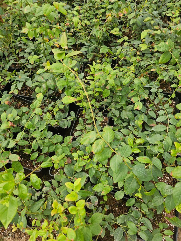 뿌리묘목농원님의 장터 판매 상품 [블루베리 레가시 2.5년생 7호 화분제외] 첨부 사진