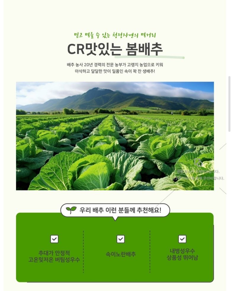 대산농사대장님의 장터 판매 상품 [CR 맛있는 봄배추 2000립 ] 첨부 사진