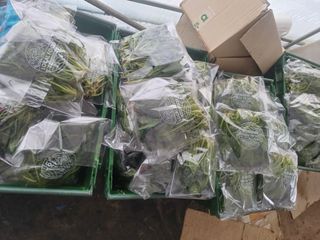 삼성농산님의 자유주제 · 자유게시판 작성글 사진