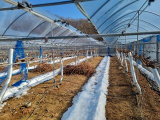 김영상샤인머스켓님의 2월 농사 계획 공유해요 · 참여글 작성글 사진