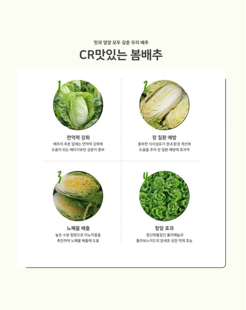 대산농사대장님의 장터 판매 상품 [CR 맛있는 봄배추 2000립 ] 첨부 사진