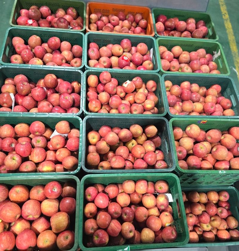 써니네님의 장터 판매 상품 [맛있는 사과 가정용 3키로 30.000원] 첨부 사진