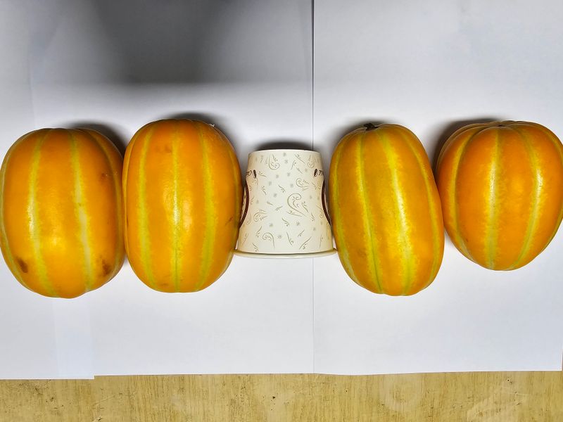 써니네님의 장터 판매 상품 [달달 성주참외(가정용) 5키로] 첨부 사진