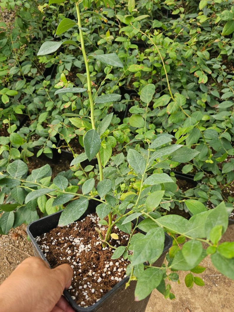 장터 상품 [블루베리 레가시 2.5년생 7호 화분제외] 썸네일