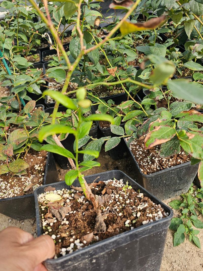 뿌리묘목농원님의 장터 판매 상품 [블루베리 듀크 2.5년생 7호 화분 제외] 첨부 사진