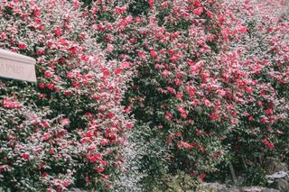 울금박사/빈덕열목사님의 자유주제 · 자유게시판 작성글 사진