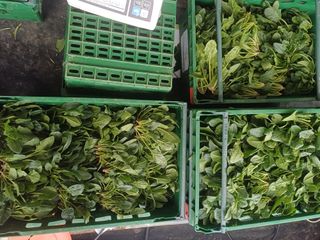 삼성농산님의 자유주제 · 자유게시판 작성글 사진