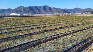 월산 양파님의 마늘 · 비료•농약 작성글 사진