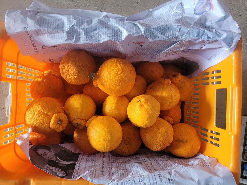 순간순간의있음님의 장터 판매 상품 [(상품)서귀포 한라봉 대과 5kg,10kg] 첨부 사진