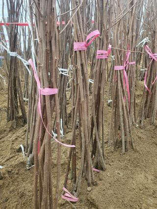 서울농원묘목님의 자유주제 · 자유게시판 작성글 사진