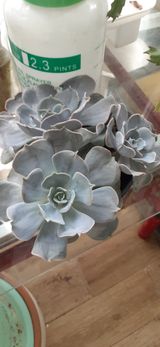 팜모닝 2월 농사 계획 공유해요·참여글 게시글 이미지