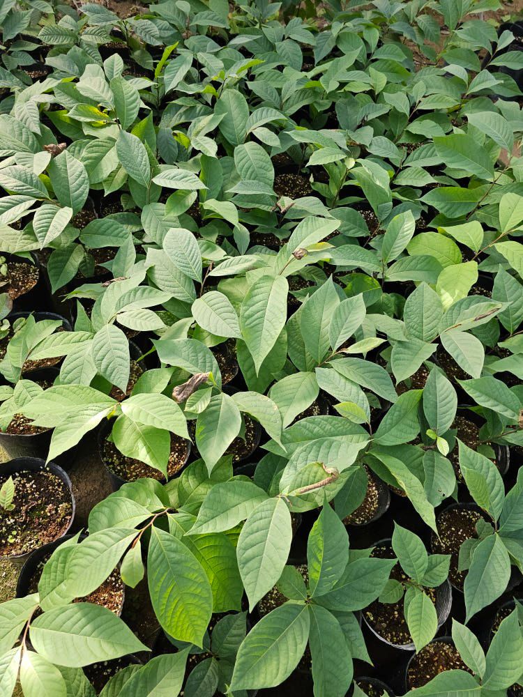 장터 상품 [포포나무 2년생 포트묘] 썸네일