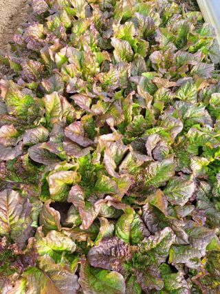 박정규님의 2월 농사 계획 공유해요 · 참여글 작성글 사진