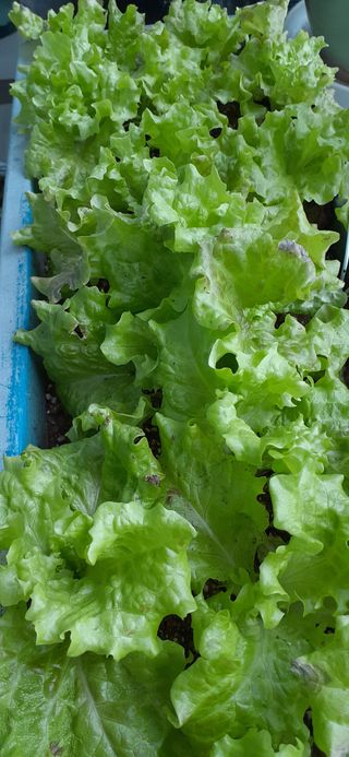 옥수수108701님의 2월 농사 계획 공유해요 · 참여글 작성글 사진