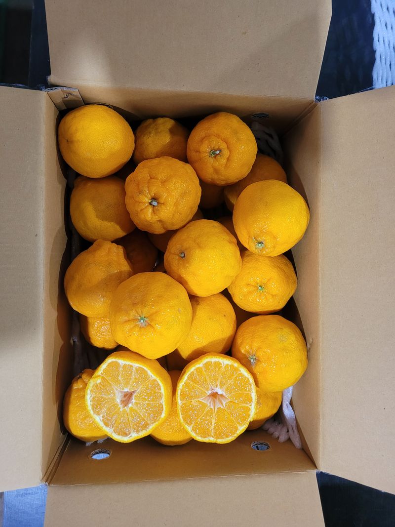 순간순간의있음님의 장터 판매 상품 [(상품)서귀포 한라봉 대과 5kg,10kg] 첨부 사진