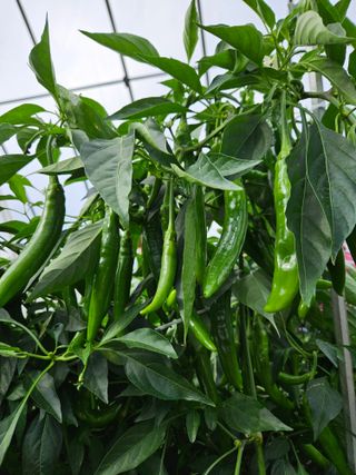 김시헌 님의 작성글 사진