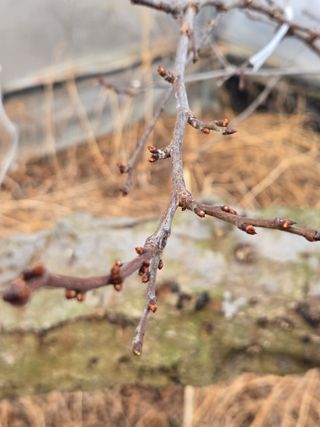 두릅나무9110님의 자유주제 · 자유게시판 작성글 사진