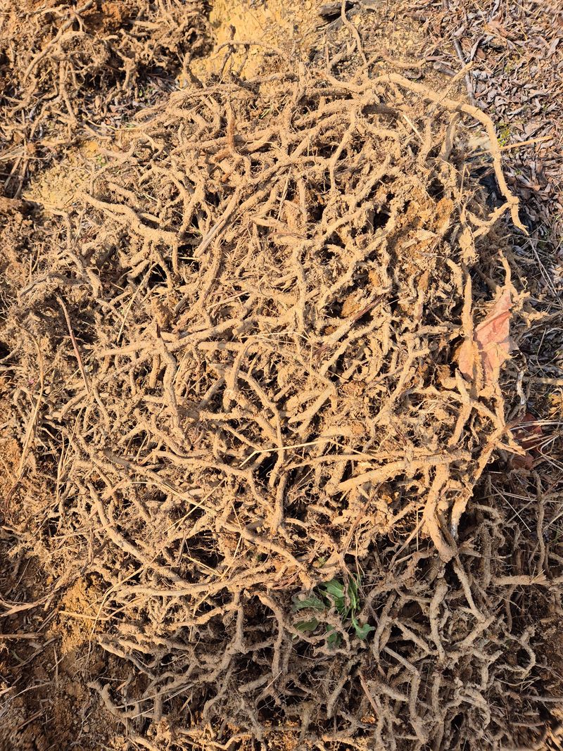 채수정 님의 장터 판매 상품 [고사리종근 10kg] 첨부 사진