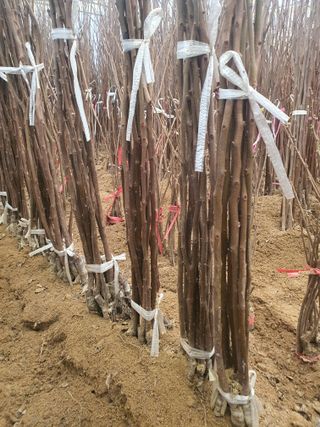 서울농원묘목님의 자유주제 · 자유게시판 작성글 사진