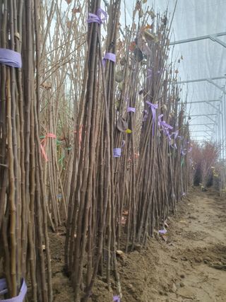 서울농원묘목님의 자유주제 · 자유게시판 작성글 사진