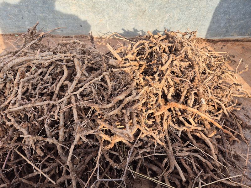 장터 상품 [고사리종근 10kg] 썸네일