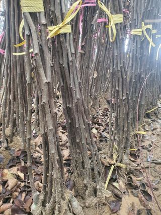 서울농원묘목님의 자유주제 · 자유게시판 작성글 사진